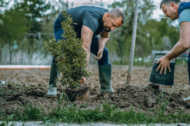 How Our Tree Care Process Works  in  Denver City, TX